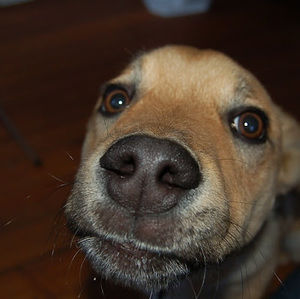 Meet your Posher, Brie